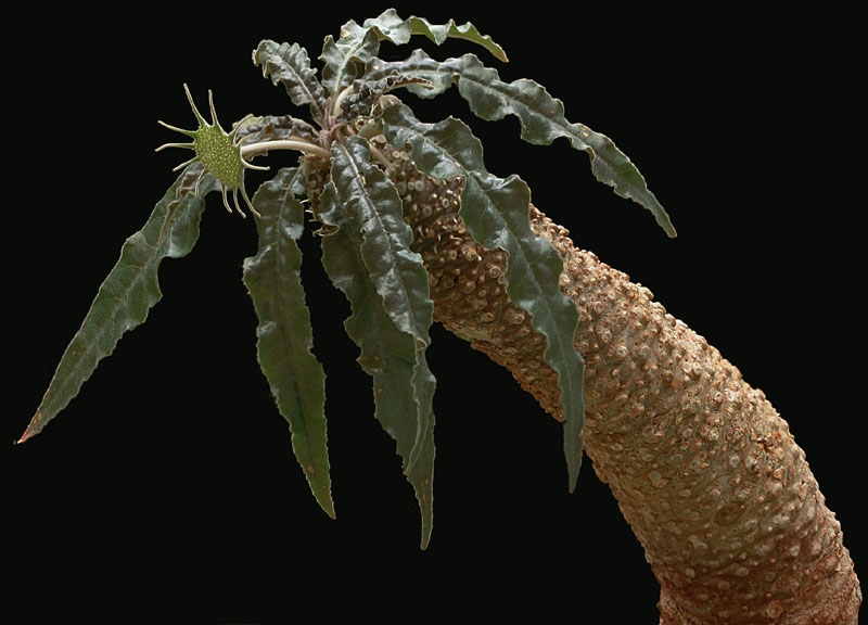 Dorstenia crispa v. lancifolia